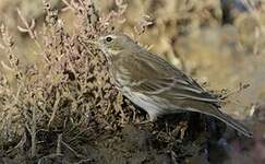 Pipit spioncelle