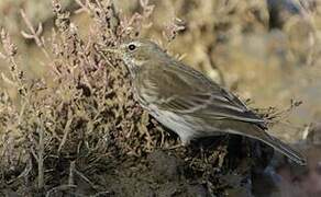 Water Pipit