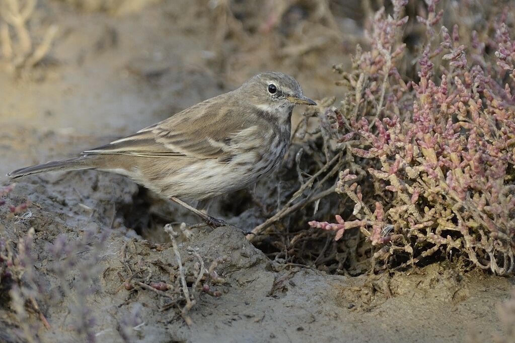 Water Pipitadult post breeding, identification