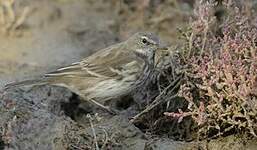 Pipit spioncelle