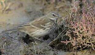 Water Pipit