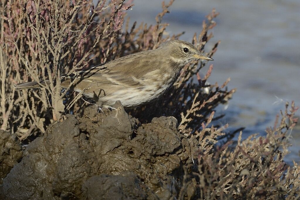 Water Pipitadult post breeding, identification