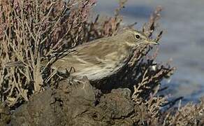 Water Pipit