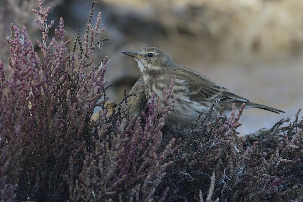 Pipit spioncelleadulte internuptial, habitat