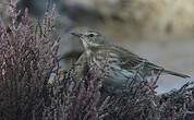 Pipit spioncelle