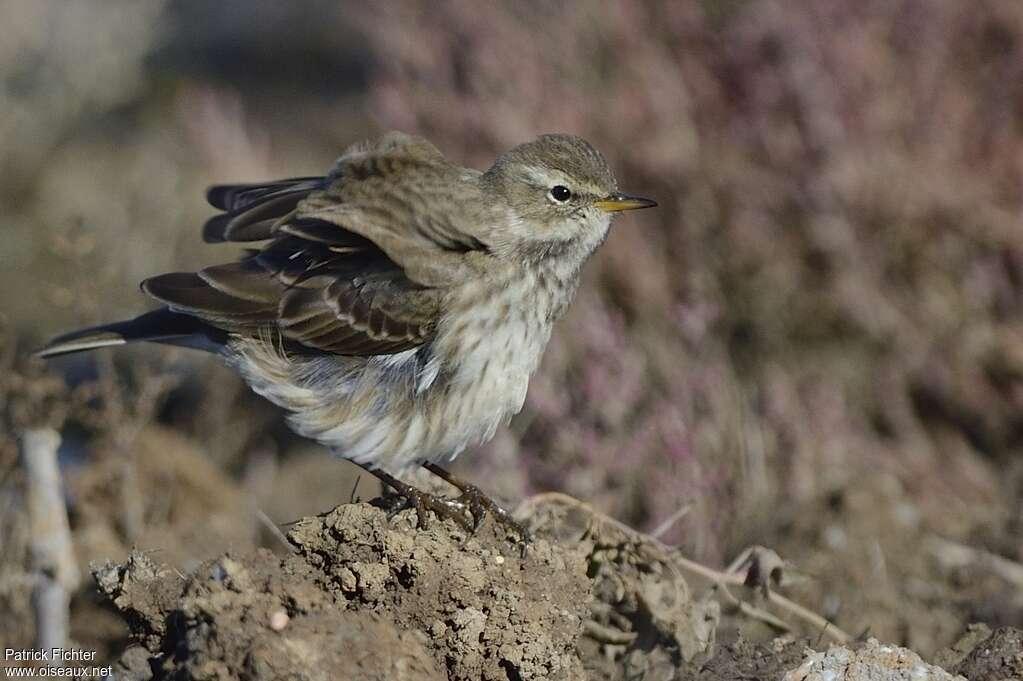 Pipit spioncelleadulte internuptial, soins, Comportement