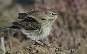 Pipit spioncelle