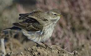 Water Pipit