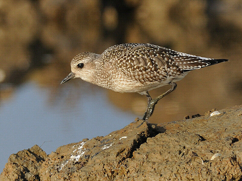 Pluvier argentéimmature