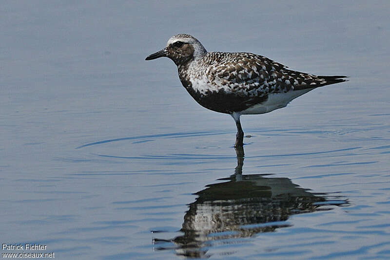 Grey Plover female adult breeding, identification