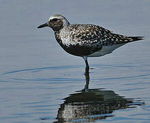 Grey Plover