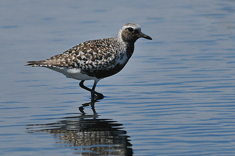 Grey Ploveradult breeding