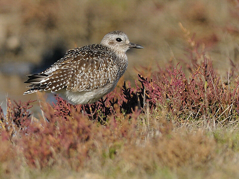 Grey Ploveradult post breeding