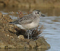 Grey Plover