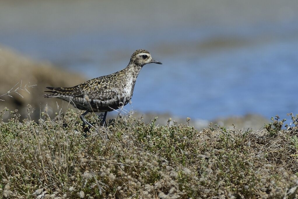 Pluvier fauveadulte internuptial, habitat