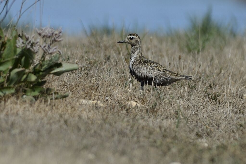 Pacific Golden Ploveradult post breeding