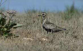 Pacific Golden Plover