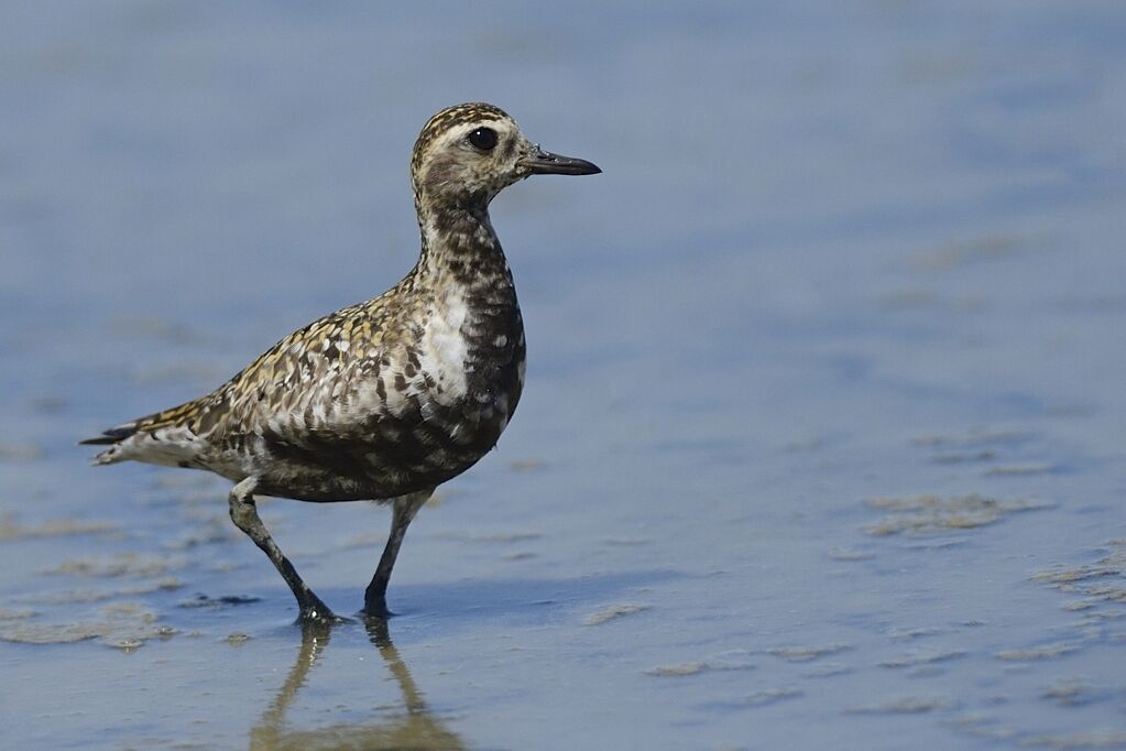 Pacific Golden Ploveradult post breeding, identification