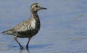 Pacific Golden Plover