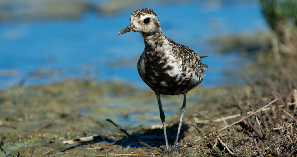 Pacific Golden Plover