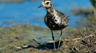 Pacific Golden Plover