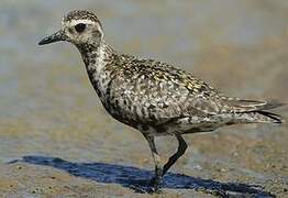 Pacific Golden Plover