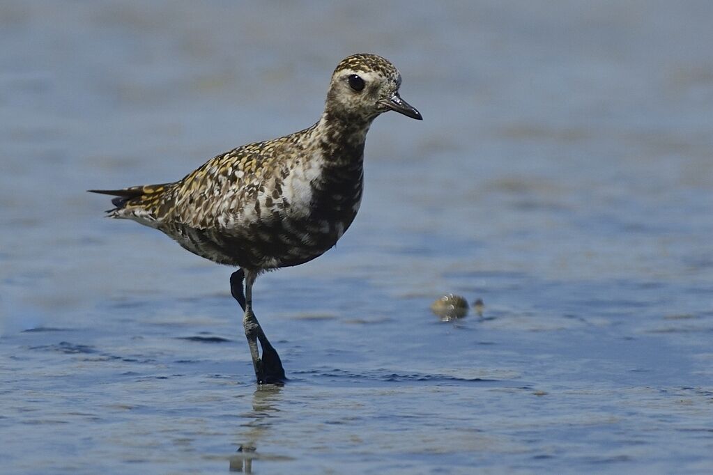 Pacific Golden Ploveradult post breeding, close-up portrait