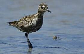 Pacific Golden Plover