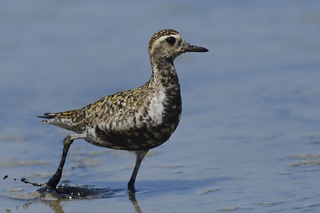 Pacific Golden Ploveradult post breeding, close-up portrait