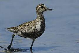 Pacific Golden Plover