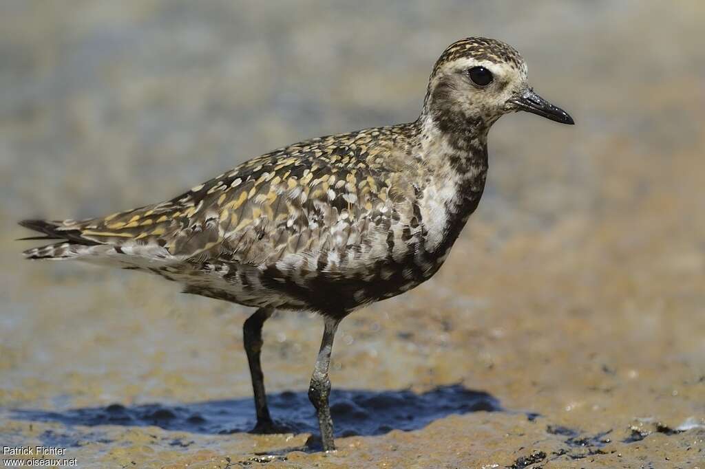 Pacific Golden Ploveradult post breeding, identification