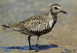 Pacific Golden Plover