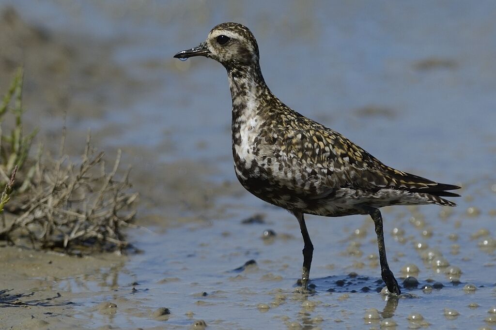 Pacific Golden Ploveradult post breeding, close-up portrait