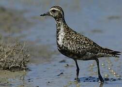 Pacific Golden Plover