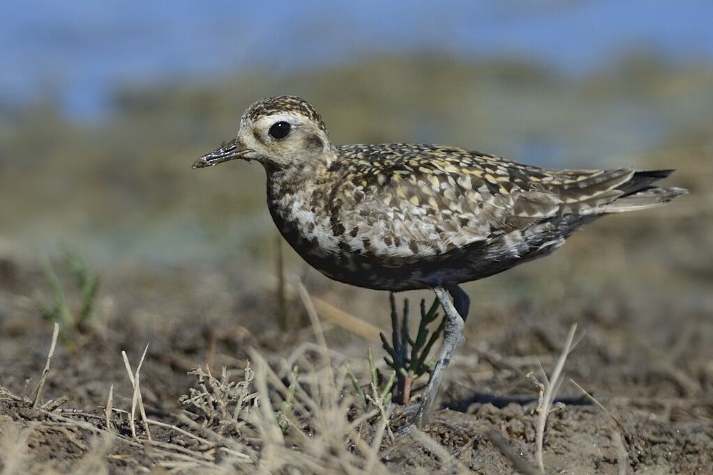 Pacific Golden Ploveradult post breeding, close-up portrait