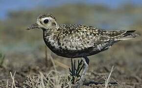 Pacific Golden Plover