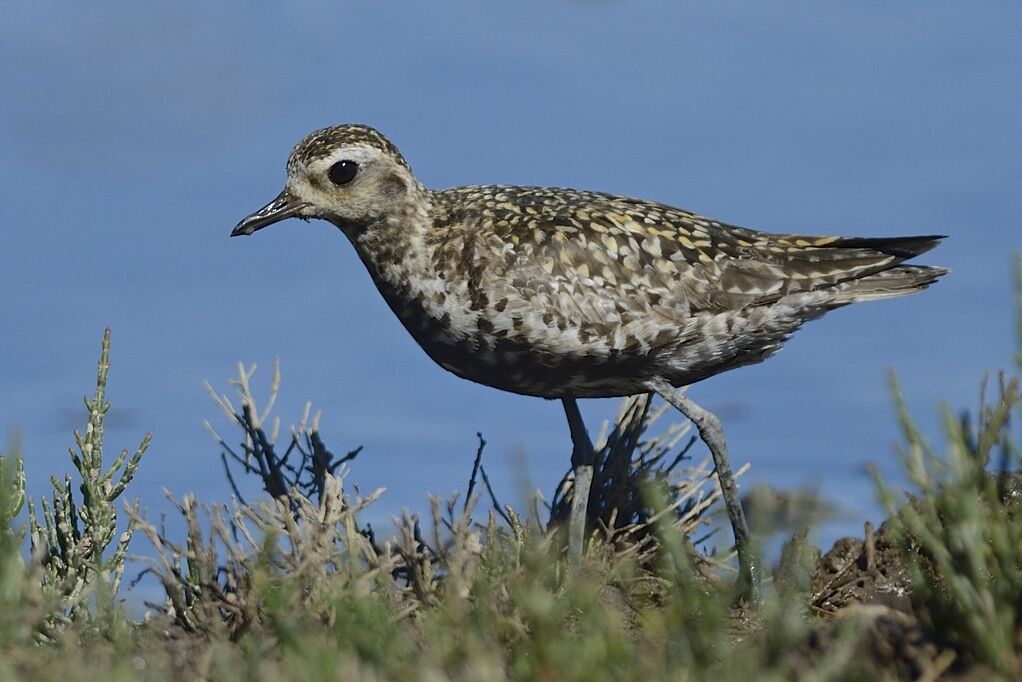 Pacific Golden Ploveradult post breeding, close-up portrait