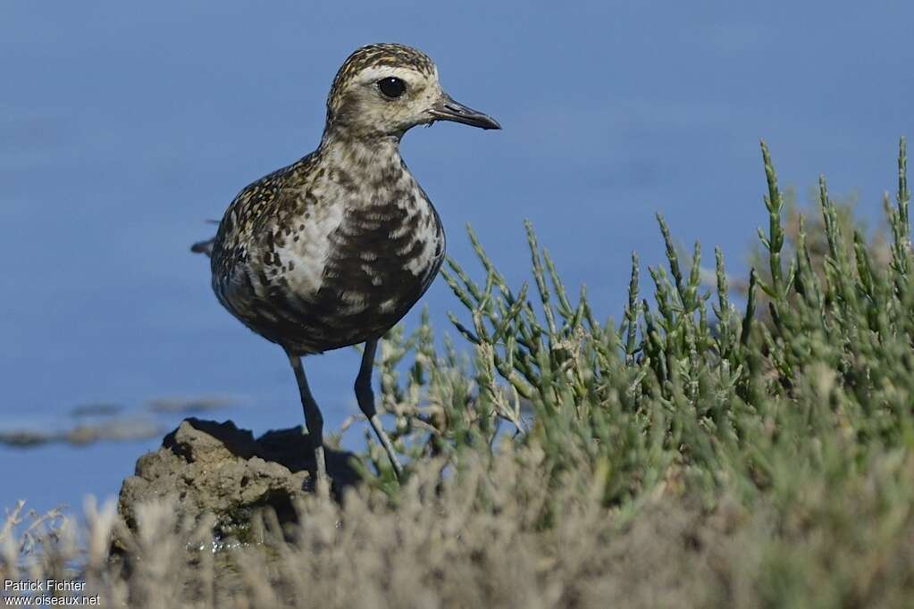 Pacific Golden Ploveradult transition, close-up portrait