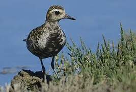 Pacific Golden Plover