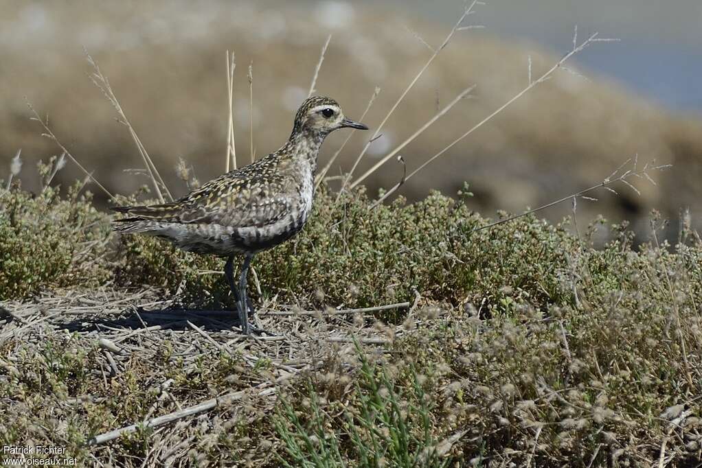 Pacific Golden Ploveradult transition, identification