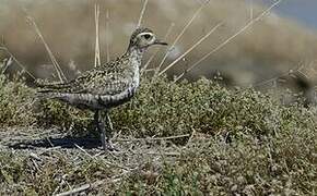 Pacific Golden Plover