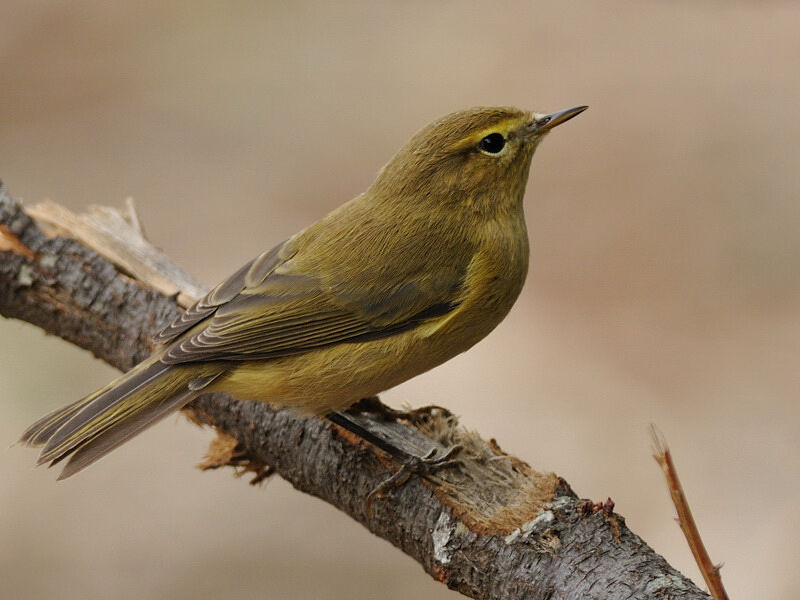 Common Chiffchaffadult