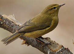 Common Chiffchaff