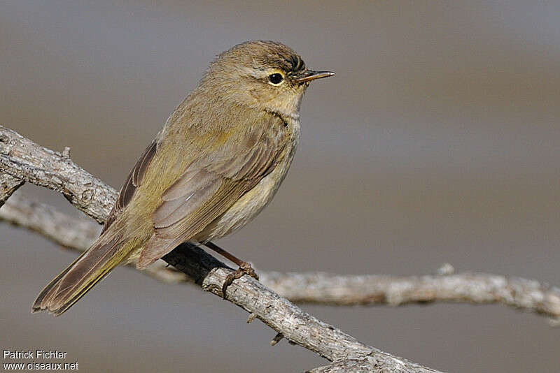 Common Chiffchaffadult breeding, identification