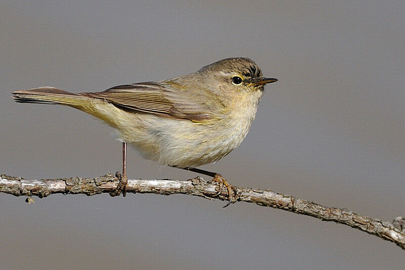 Common Chiffchaffadult