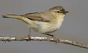 Common Chiffchaff