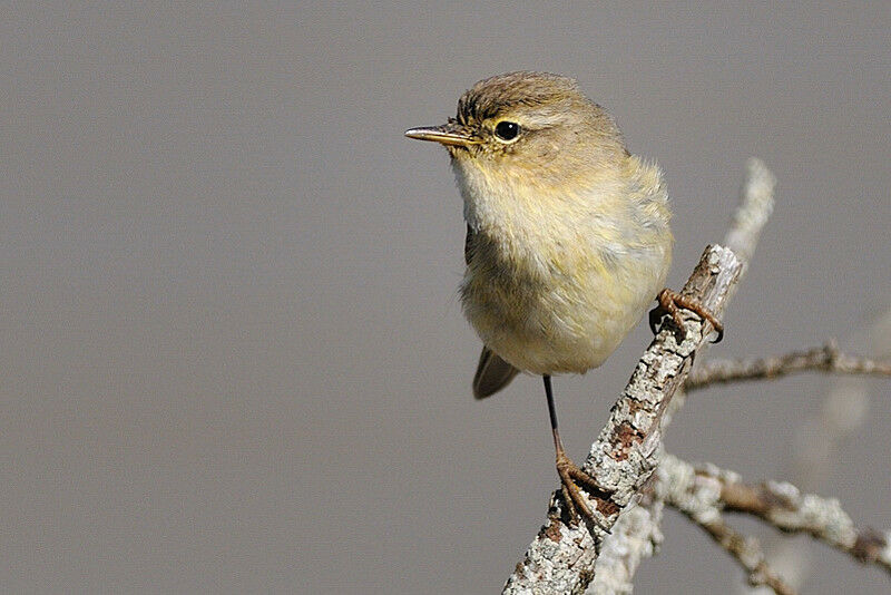 Common Chiffchaffadult