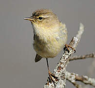 Common Chiffchaff