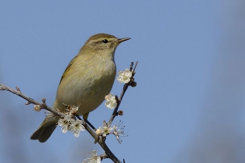 Common Chiffchaffadult