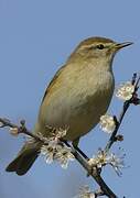 Common Chiffchaff